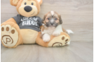 Small Teddy Bear Baby