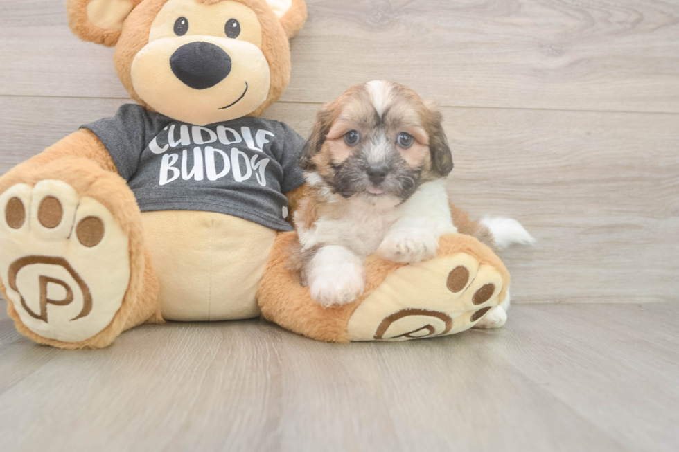 Small Teddy Bear Baby