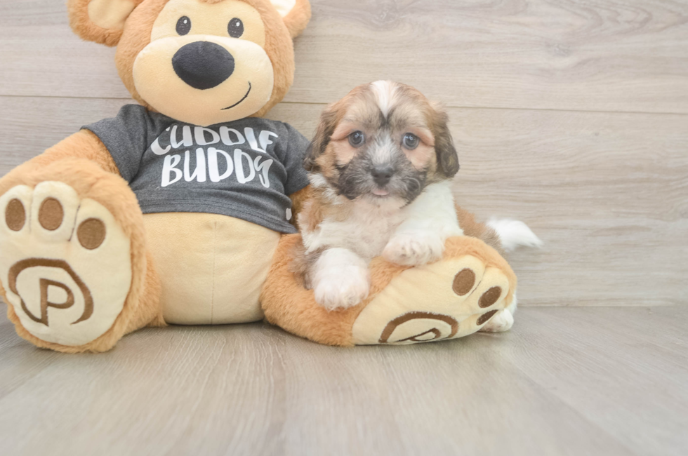 7 week old Teddy Bear Puppy For Sale - Seaside Pups