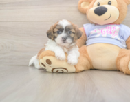 8 week old Teddy Bear Puppy For Sale - Seaside Pups