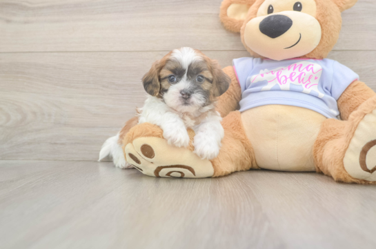 5 week old Teddy Bear Puppy For Sale - Seaside Pups Friendly Teddy Bear Baby