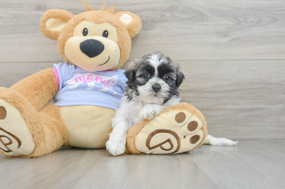 6 week old Teddy Bear Puppy For Sale - Seaside Pups