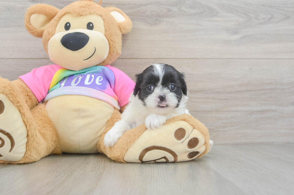 5 week old Teddy Bear Puppy For Sale - Seaside Pups