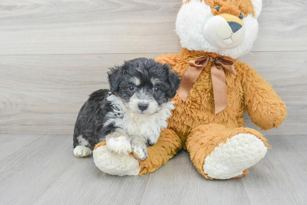 Smart Teddy Bear Designer Pup