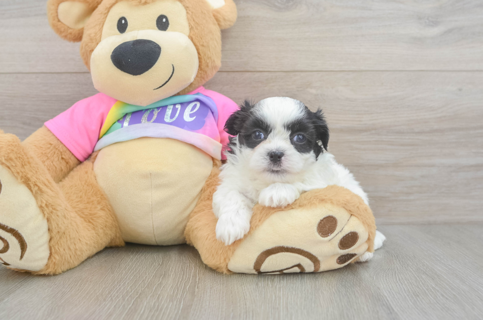5 week old Teddy Bear Puppy For Sale - Seaside Pups