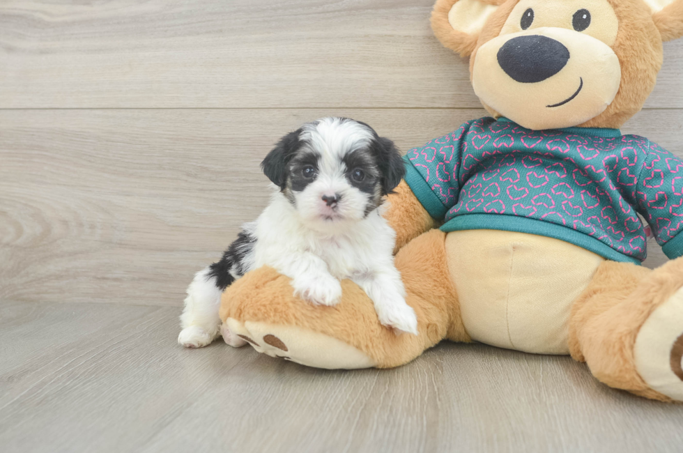 5 week old Teddy Bear Puppy For Sale - Seaside Pups