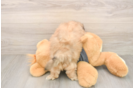 Teddy Bear Puppy for Adoption