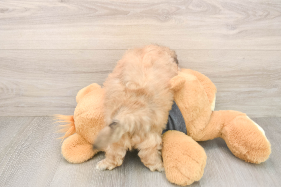 Teddy Bear Puppy for Adoption