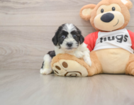 8 week old Teddy Bear Puppy For Sale - Seaside Pups