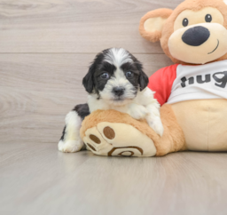8 week old Teddy Bear Puppy For Sale - Seaside Pups