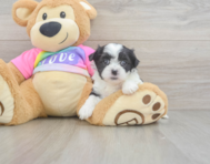 7 week old Teddy Bear Puppy For Sale - Seaside Pups