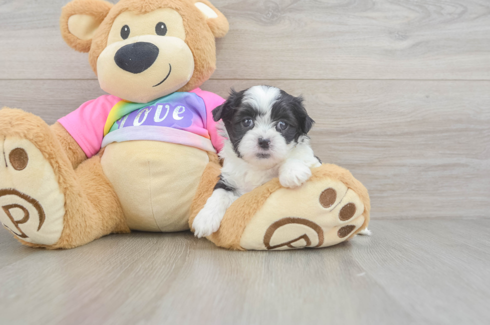 5 week old Teddy Bear Puppy For Sale - Seaside Pups