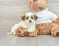 9 week old Teddy Bear Puppy For Sale - Seaside Pups