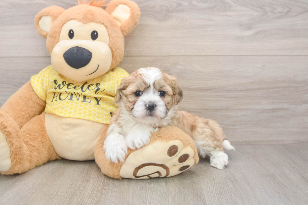 Sweet Teddy Bear Baby