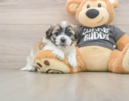 8 week old Teddy Bear Puppy For Sale - Seaside Pups