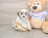 7 week old Teddy Bear Puppy For Sale - Seaside Pups