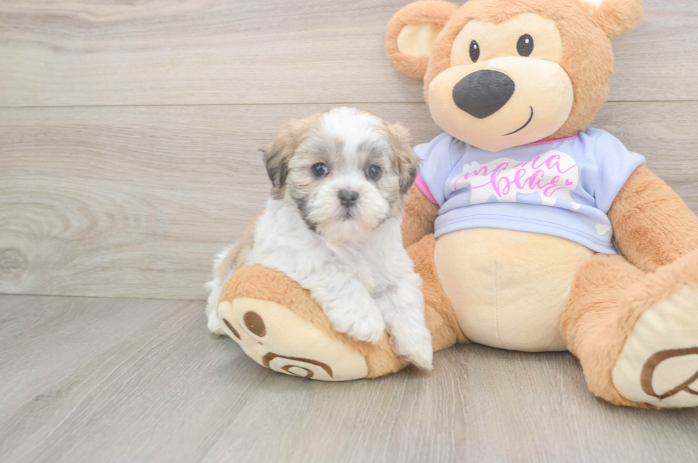 6 week old Teddy Bear Puppy For Sale - Seaside Pups