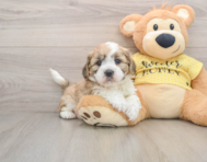 5 week old Teddy Bear Puppy For Sale - Seaside Pups