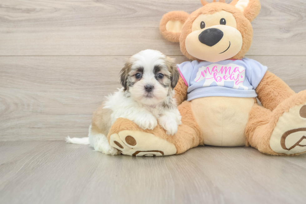 Teddy Bear Puppy for Adoption