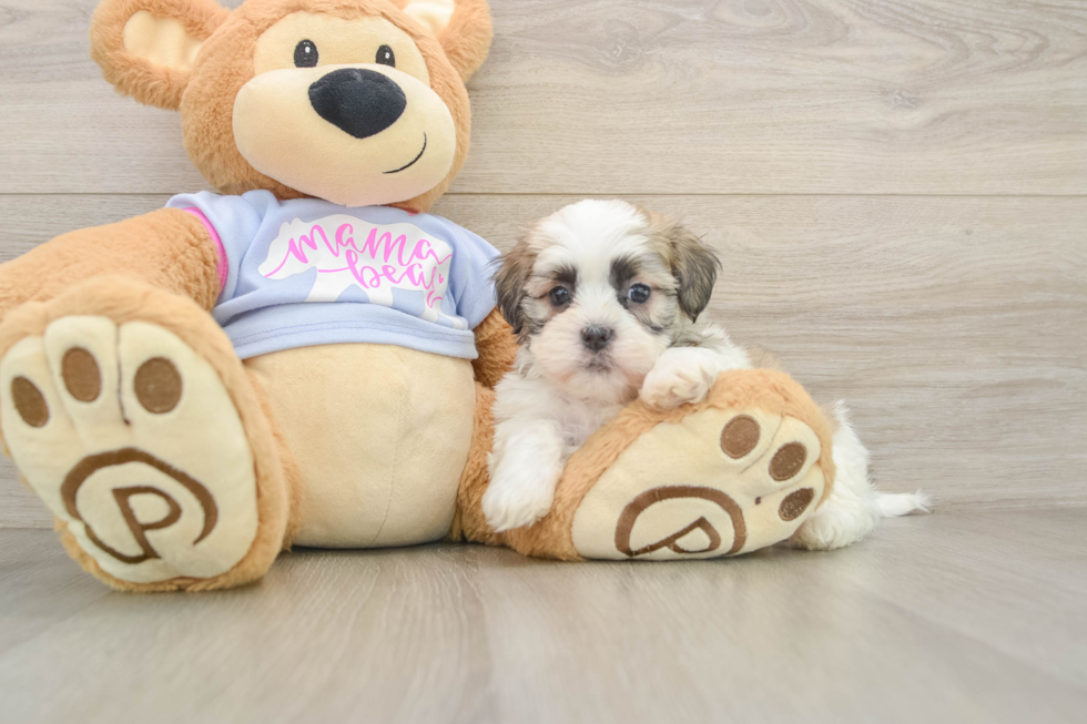 Friendly Teddy Bear Baby