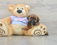 8 week old Teddy Bear Puppy For Sale - Seaside Pups