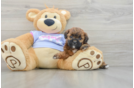 Smart Teddy Bear Designer Pup