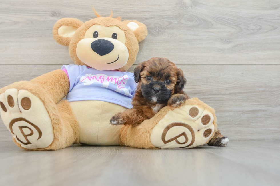 7 week old Teddy Bear Puppy For Sale - Seaside Pups