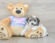 6 week old Teddy Bear Puppy For Sale - Seaside Pups