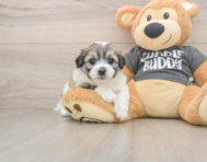 8 week old Teddy Bear Puppy For Sale - Seaside Pups
