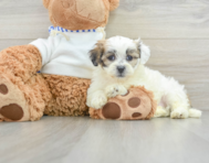 9 week old Teddy Bear Puppy For Sale - Seaside Pups