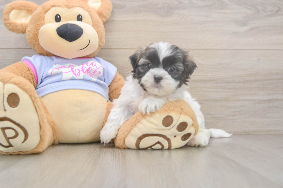 6 week old Teddy Bear Puppy For Sale - Seaside Pups