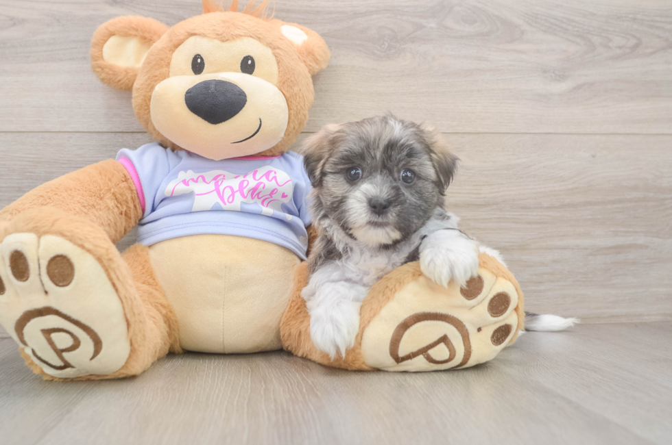 6 week old Teddy Bear Puppy For Sale - Seaside Pups