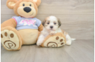 Teddy Bear Pup Being Cute