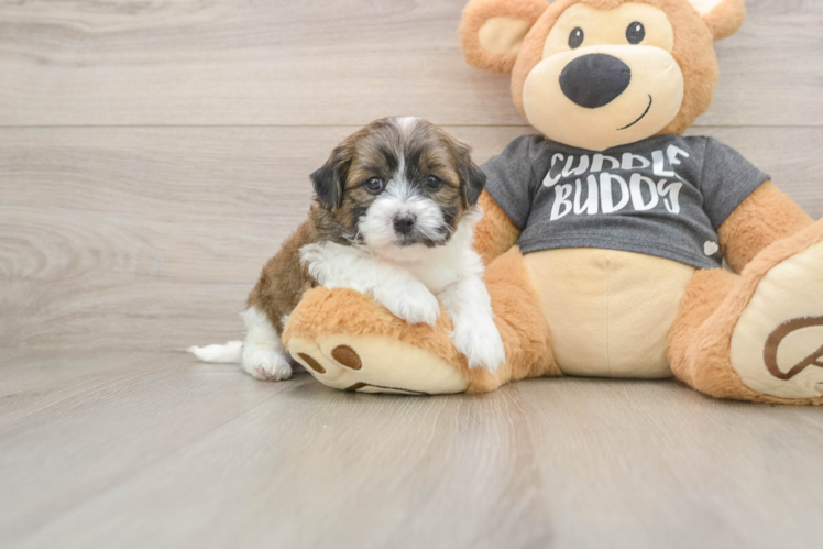 Teddy Bear Puppy for Adoption