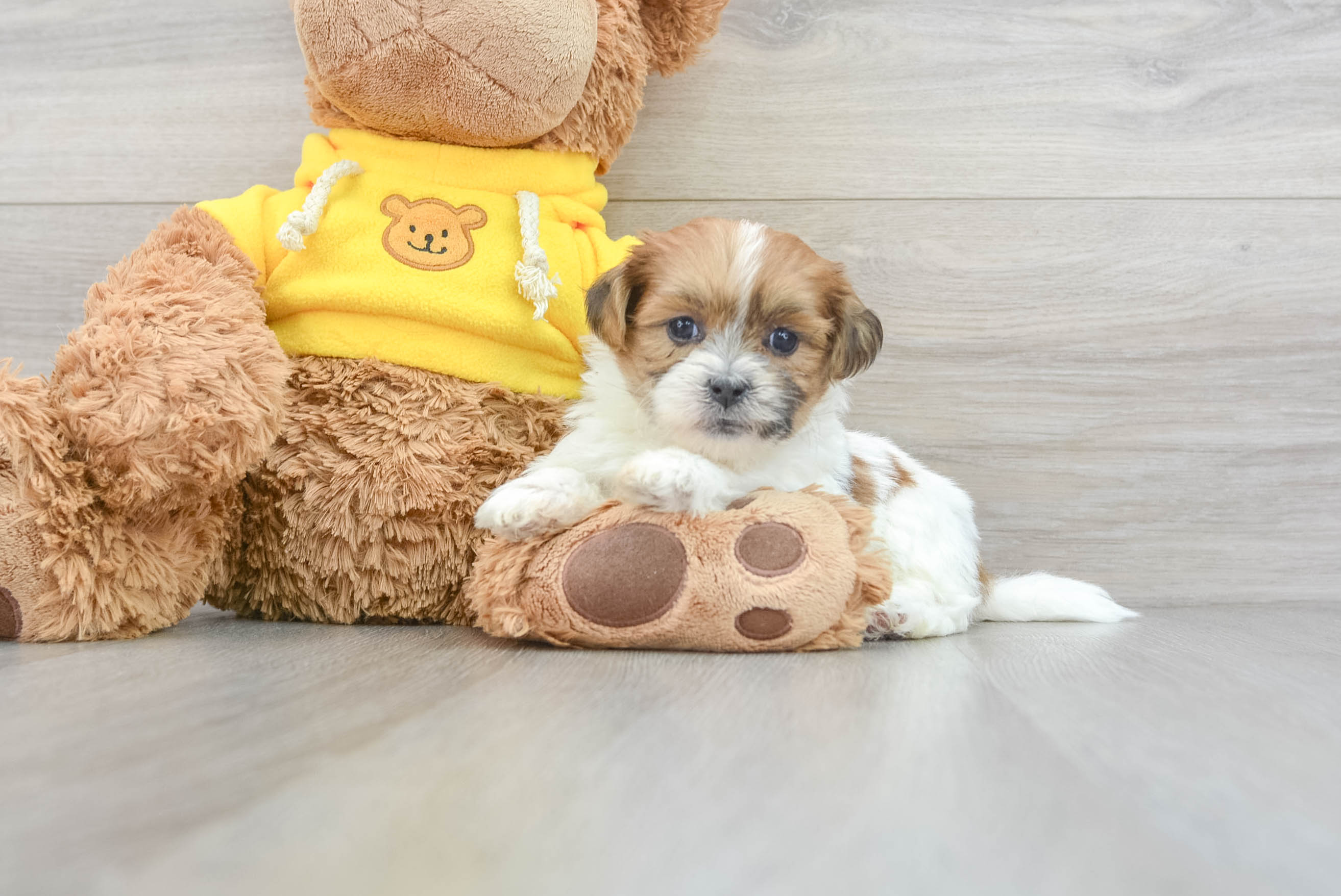 Cheap teddy bear puppies for clearance sale