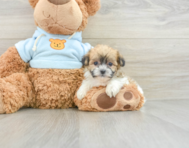 7 week old Teddy Bear Puppy For Sale - Seaside Pups