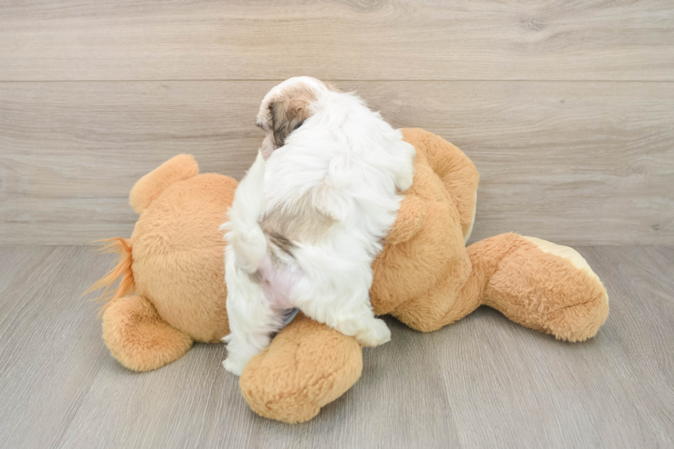 Sweet Teddy Bear Baby
