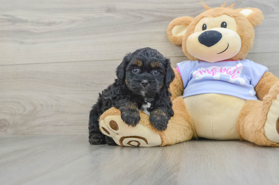 7 week old Teddy Bear Puppy For Sale - Seaside Pups