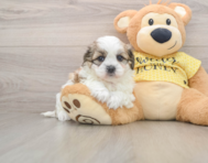 5 week old Teddy Bear Puppy For Sale - Seaside Pups