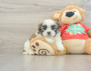 6 week old Teddy Bear Puppy For Sale - Seaside Pups