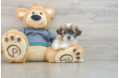 Smart Teddy Bear Designer Pup