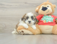 6 week old Teddy Bear Puppy For Sale - Seaside Pups