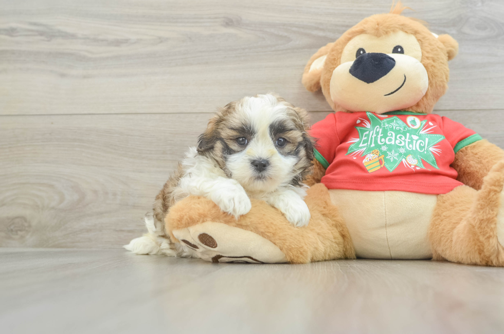 6 week old Teddy Bear Puppy For Sale - Seaside Pups