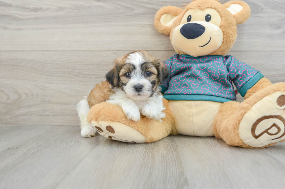 6 week old Teddy Bear Puppy For Sale - Seaside Pups