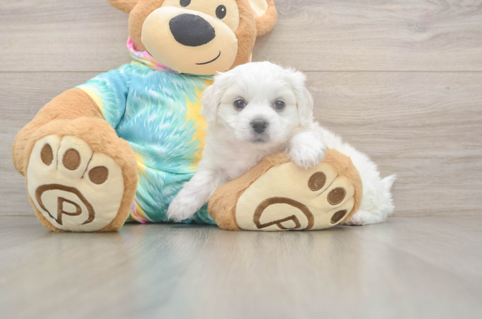 5 week old Teddy Bear Puppy For Sale - Seaside Pups