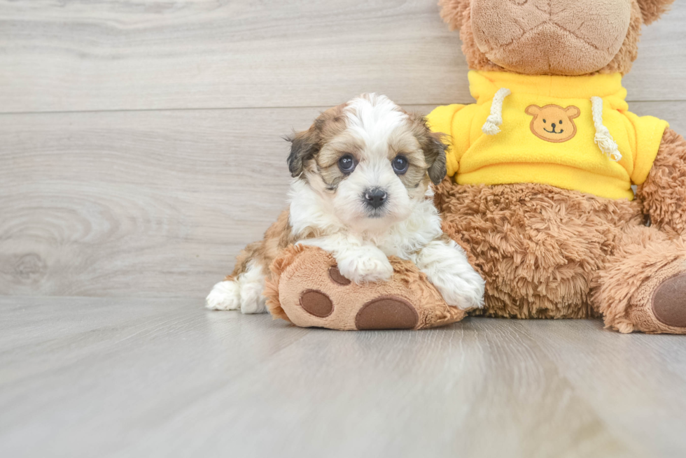Energetic Shit Designer Puppy