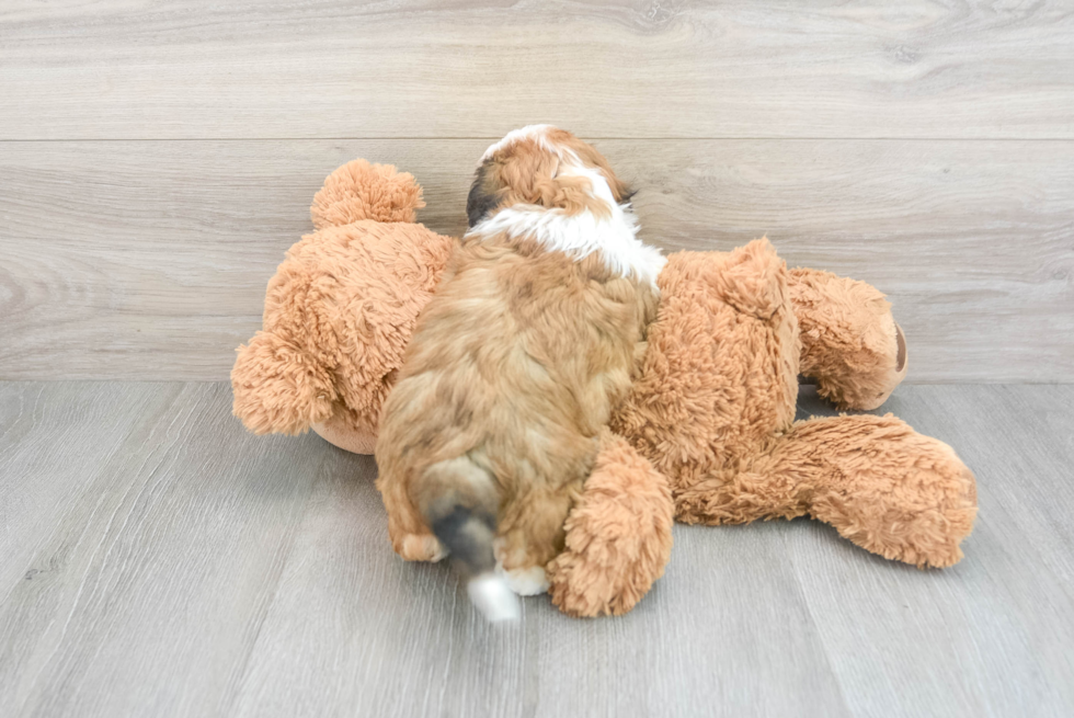 Popular Teddy Bear Designer Pup