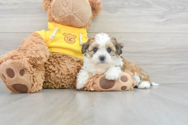 Best Teddy Bear Baby