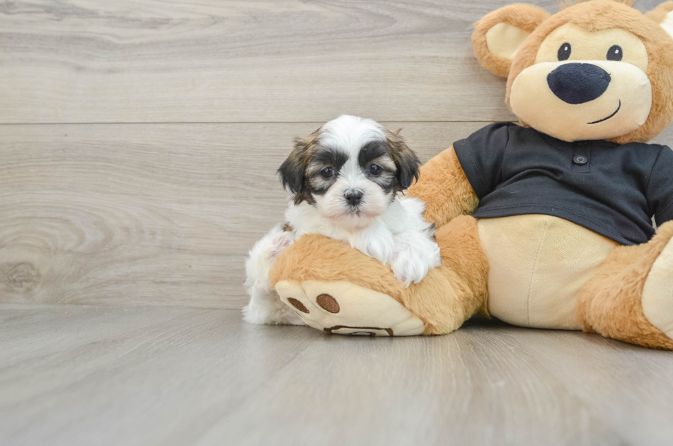 5 week old Teddy Bear Puppy For Sale - Seaside Pups