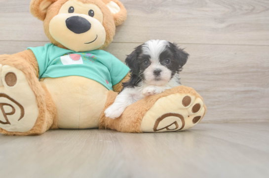 Energetic Shi Chon Designer Puppy